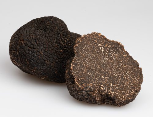 Il tartufo nero della Valnerina, l’eccellenza che nasce nei boschi dell’Umbria