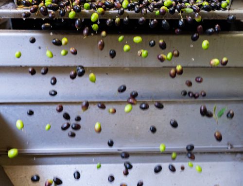 Quando le olive arrivano in frantoio, gli accorgimenti fanno la differenza