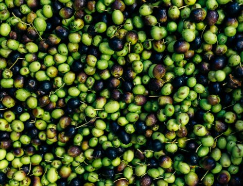 Dall’oliva all’olio: come nasce un olio extravergine di qualità
